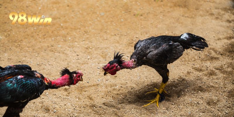 Đá gà trực tiếp được tin chọn hầu hết người tham gia