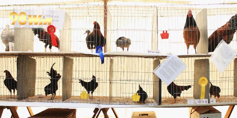 Đá gà ảo, hình thức thi đấu mới lạ tại 98WIN