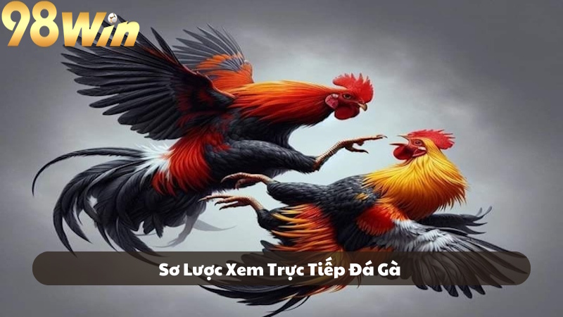 Sơ lược về hình thức xem trực tiếp đá gà